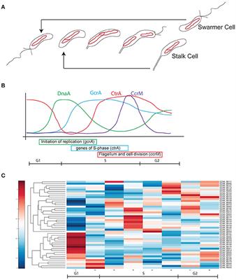 Non-coding RNAs Potentially Controlling Cell Cycle in the Model Caulobacter crescentus: A Bioinformatic Approach